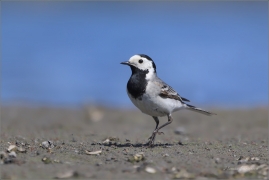 <p>KONIPAS BÍLÝ (Motacilla alba) – White wagtail – Bachstelze</p>